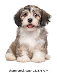 美しい笑顔の小さな havanese 子犬犬は正面に座って、カメラを見て - 白い背景で隔離