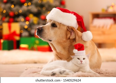 Adorable perro y gato con sombreros de Papá Noel juntos en la habitación decorada para Navidad. lindas mascotas
