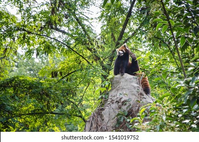 Een weergave van een rode panda die bovenop een gestenigde pilaar zit met zijn linkerbeen omhoog, klaar om zijn hoofd te krabben.
