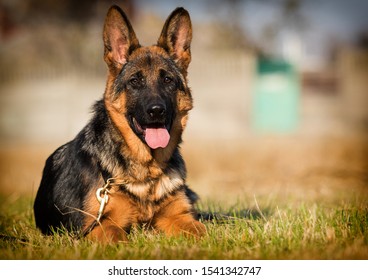 Duitse herder pup leeftijd 5 maanden in het gras