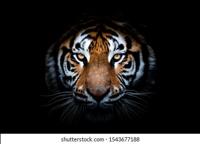 Portret van een tijger met een zwarte achtergrond
