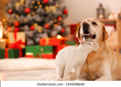 クリスマスに飾られた部屋で愛らしい犬と猫が一緒に。かわいいペット