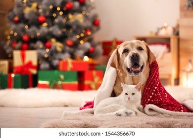 สุนัขและแมวน่ารักอยู่ด้วยกันใต้ผ้าห่มในห้องที่ตกแต่งสำหรับคริสต์มาส สัตว์เลี้ยงน่ารัก