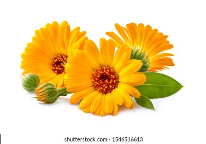 Ringelblume. Blumen mit Blättern, isoliert auf weiss