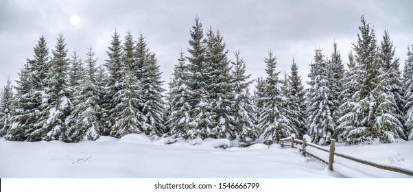 田舎の冬の風景、パノラマ、バナー - 山の雪に覆われた松林の眺め