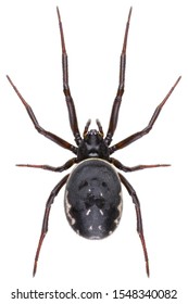 Steatoda albomaculata spiders is a species of cobweb spider in the family Theridiidae. Dorsal view of the false widow spider isolated on white background.