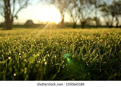 humedad de la mañana de verano en la hierba