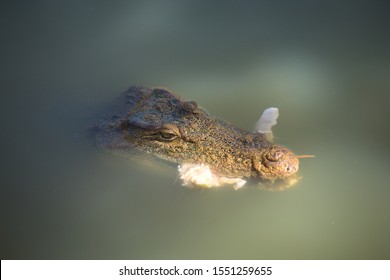 Crocodile hold piece of chicken in the mouth.