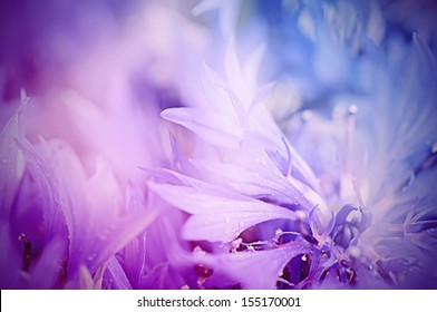 Floral weicher zarter Hintergrund aus blauer, frischer Kornblume, defokussiertes Makrobild