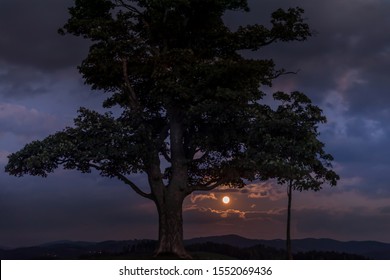 Moon rise abandoned tree on a hill at dark sunset with the rising moon in full moon over the horizon between nature and landscape overlooking dark moody clouds capture in high resolution.