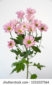 Chrysanthemum Indicum Grp спрей Rihanna