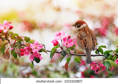  small sparrow bird sits on a branch with pink flowers of an apple tree in a May sunny garden
