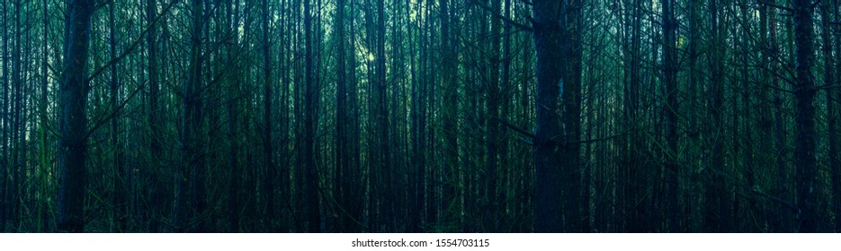 Vista panorámica del viejo bosque oscuro y sombrío en otoño