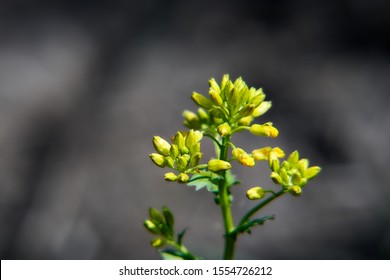 Gelbe Blume mit glattem Hintergrund