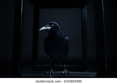 Dark portrait of a raven bird (black crow) on black background.