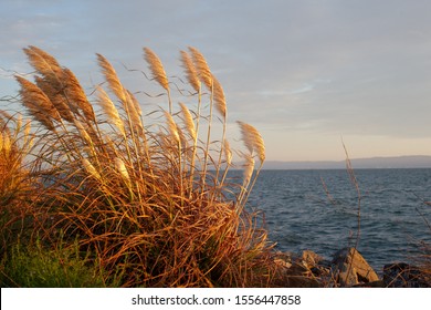 Dies wurde während der Sonne in Alameda, Ca. Der Wind wehte ungefähr 10 Meilen pro Stunde und ließ das Schilf wie Teppiche fließen.