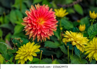 Orange und gelbe Blüten der blühenden Dahlie, einer mexikanischen Pflanze mit Knollenwurzeln, die im Herbst im Garten wegen ihrer bunten Einzel- oder Doppelblüten kultiviert wird.