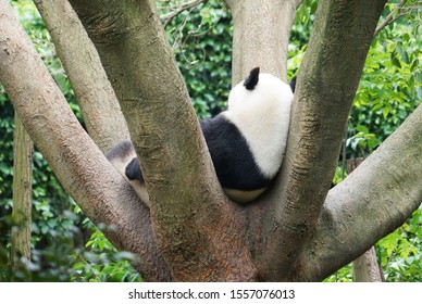 reuzenpanda slapen op de top van de boom
