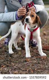 赤いリードをつけた美しい白と茶色の子犬が、後ろに座っている人間と一緒に立っている。