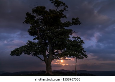 Moon rise abandoned tree on a hill at dark sunset with the rising moon in full moon over the horizon between nature and landscape overlooking dark moody clouds capture in high resolution.