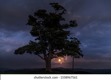 Moon rise abandoned tree on a hill at dark sunset with the rising moon in full moon over the horizon between nature and landscape overlooking dark moody clouds capture in high resolution.