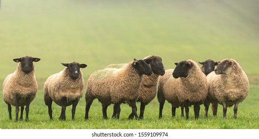 un gruppo di pecore al pascolo si mettono una accanto all'altra e guardano nella telecamera