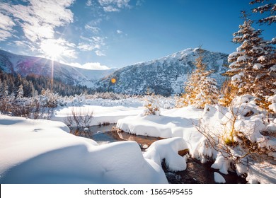 Fantástico paisaje invernal con abetos cubiertos de nieve. Día helado, exótica escena invernal. Montañas de los Cárpatos, Ucrania, Europa. Fondos de pantalla de naturaleza de invierno. Espléndida escena navideña. Mundo de la belleza.