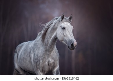 Portret van een lopend Arabisch paard.