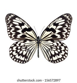 Witte vlinder met zwarte strepen op de vleugel geïsoleerd op een witte achtergrond