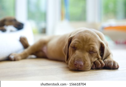 Pequeño perrito lindo de Rhodesian Ridgeback que duerme en la tierra. Los perritos tienen cuatro semanas de edad.