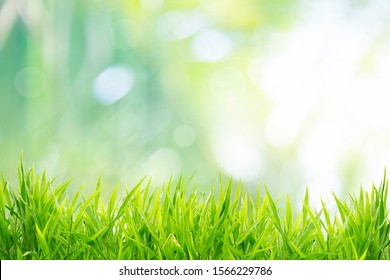 Primavera o verano y campo de hierba con fondo soleado