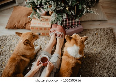 クリスマス ツリーのそばに座って、プレゼントを見ている 2 匹の犬とコーヒーのカップを保持している女性のクローズ アップ