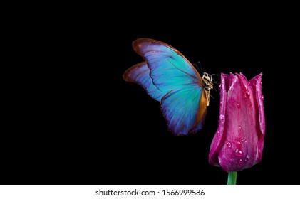 Mooie blauwe morpho vlinder op een bloem op een zwarte achtergrond. Tulp bloem in dauwdruppels geïsoleerd op zwart. Tulpenknop en vlinder. spaties kopiëren.