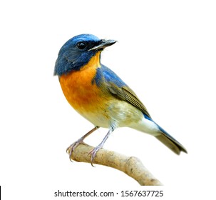 白い背景に、中国の青いヒタキ (Cyornis glaucicomans) に分離された薄い木にとまる魅力的な青とオレンジ色の鳥