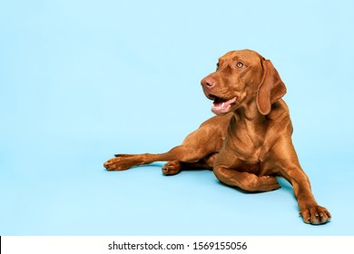 Lindo retrato de estudio de perro vizsla húngaro. Hermoso perro acostado y mirando hacia arriba sonriendo sobre fondo azul pastel.