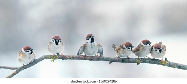 bức ảnh toàn cảnh với một đàn chim sẻ nhỏ ngộ nghĩnh đang đậu trên cành cây trong Công viên mùa đông