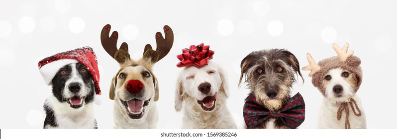 Pancarta de cinc gossos que celebren les vacances de Nadal amb un barret vermell de Pare Noel, cornaments de ren i un llaç de regal vermell. Aïllat sobre fons gris