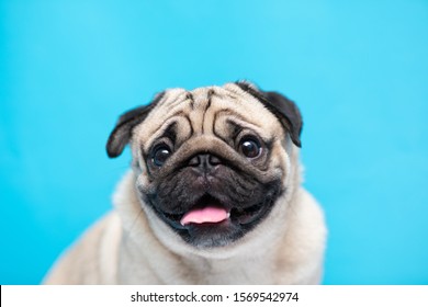 Feliz adorable perro pug raza sonrisa y alegre sobre fondo azul,Pug Purebred Dog Concept