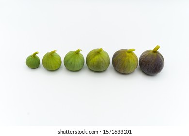 Arrangement of ripe figs on white background. Fresh fig fruits composition from small to big one. Changing of colors from green to purple