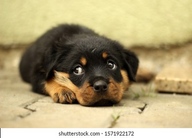 Rottweiler-puppy die op de grond zit