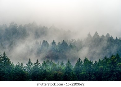 Un humo que sale de un bosque lleno de diferentes tipos de plantas verdes en Canadá