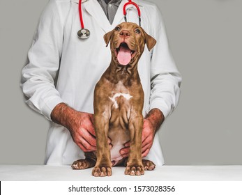Pretty, tender puppy of chocolate color at the reception at the vet doctor. Close-up, isolated background. Studio photo. Concept of care, education, obedience training and raising of pets