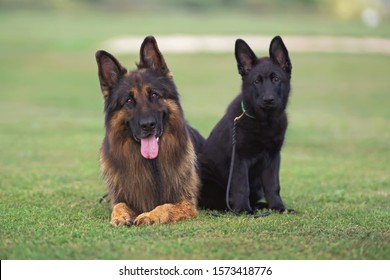 Twee Duitse herders (volwassen langharige black and tan reu en kortharige zwarte puppy) poseren samen op een groen gras in de zomer