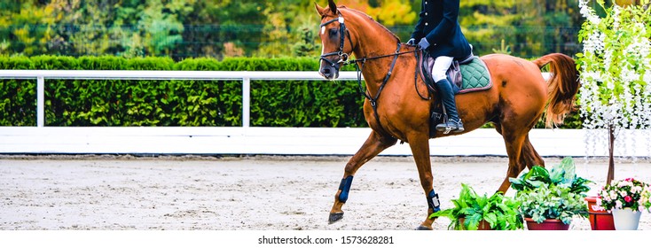 Pferd und Reiter in Uniform, die Sprung beim Springwettbewerb durchführen. Horizontales Banner des Pferdes für Website-Header-Design. Pferdesport Hintergrund. Selektiver Fokus.