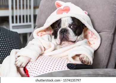 French bulldog in bathrobe watch tv with remote control in paw on the arm chair