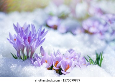 beautiful spring flowers crocuses spring break out from under the snow. the concept of the arrival of spring and the awakening of nature