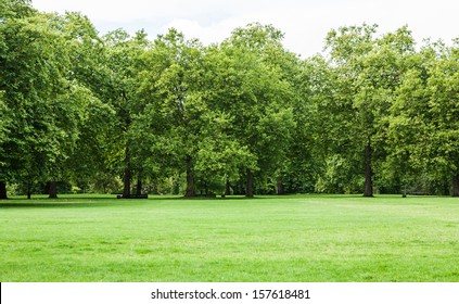 Árbol y hierba verde en el parque