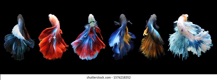 Betta fisk, siamesisk kampfisk, betta splendens isoleret på sort baggrund, fisk på sort baggrund, Multifarve siamesisk kampfisk,