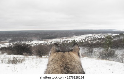 冬の雪山のオオカミ。冬の野生のオオカミ。背面図