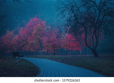 Strada misteriosa. Foresta fatata. Atmosfera mistica. Un altro mondo paranormale. Foresta sconosciuta nella nebbia. Parco oscuro e spaventoso. Sfondo. Sogno orribile.
